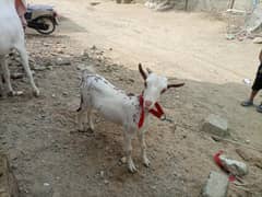 tedi bht pyri bakri
