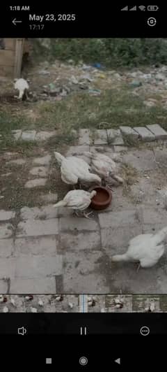 Heera Chiks available For sale 110% garented  Pure paper white chiks h