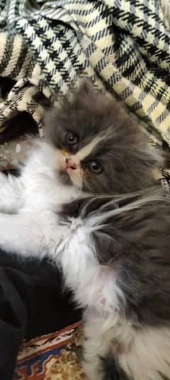 Persian kittens active and playful