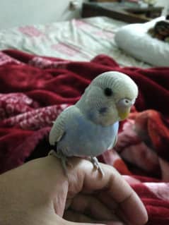 full hand tame budgie parrot