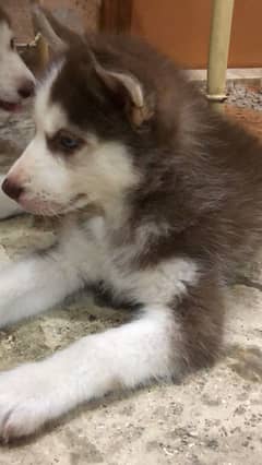 Pure breed husky puppy!!!