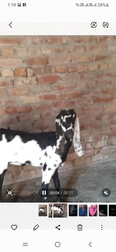 pure desi bakri
