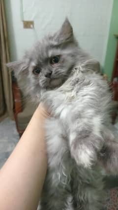 kitten