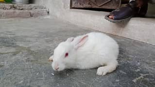 rabbits