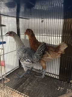 6 month healthy active bird available