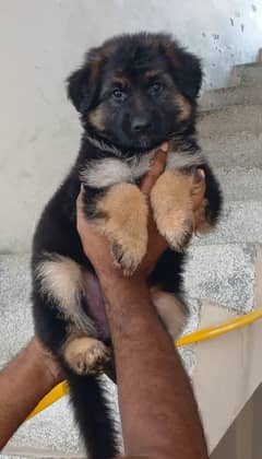 German shepherd non pedigree
