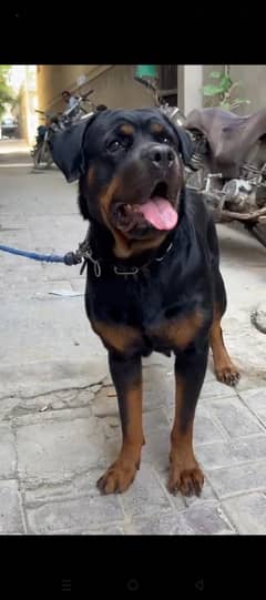 Rotwiller Breeder Female Pedigre Microchiped Urgent sale. Near To Heat