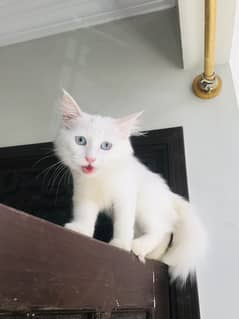 Persian