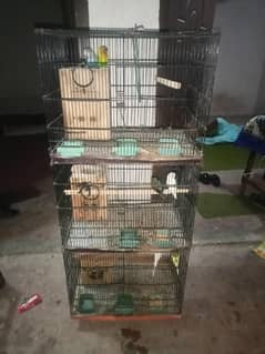2pair lovebird ka ha 1pair Astlian ha