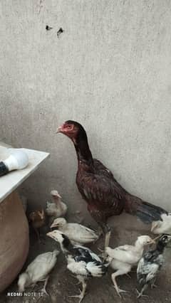 pure kamalia, heera breed