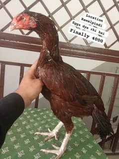Aseel madi final price 03165275173