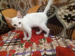 Persian female kitten