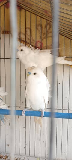 white hogromo double flower best quality adult male  03122799840