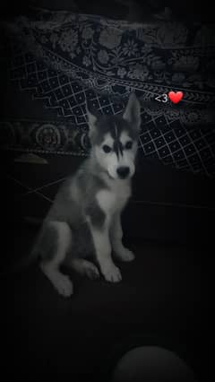 Husky Dog For Sale