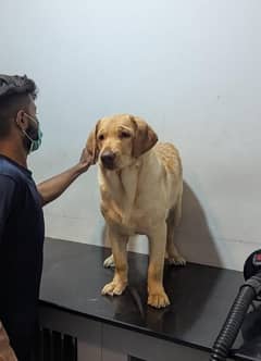 Labrador female