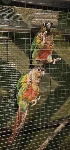 Pineapple Conure