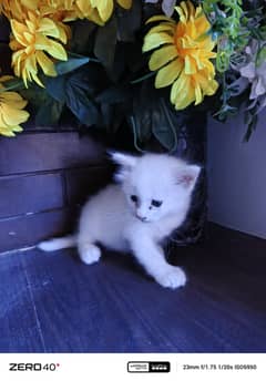 Persian