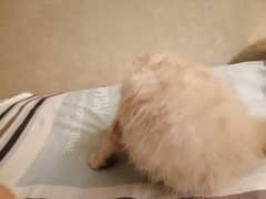 persian