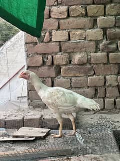 Aseel heera female eggs