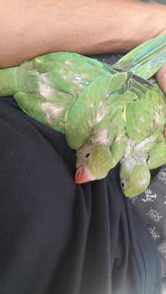 home breeding