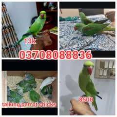 talking parrot chick(hand tame parrot [parrot for sale]breeding parrot
