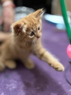 Persian semi Punch face Golden kitten