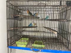 Cages, breeding box,  love birds, sticks, seed pots cremino albino red