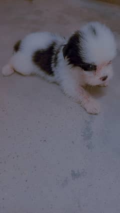 puppies for sale