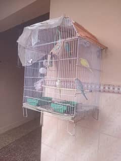 bajri parrot with cage