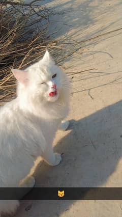 beautiful Persian cat/for sale