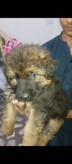 Long coat puppie