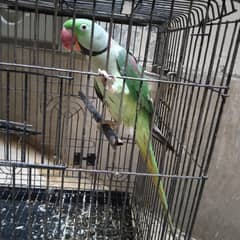 Alexandrine RAW breeder parrot