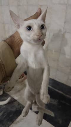 Siamese