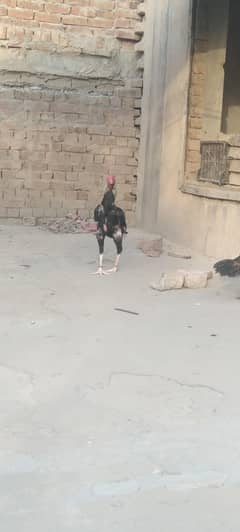 Aseel for sale