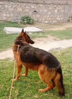 German Shepherd male long coat 15 mahine age for sale vaccine ok