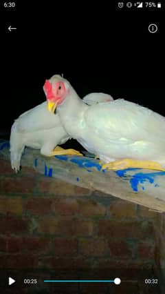 aseel heera delivery available