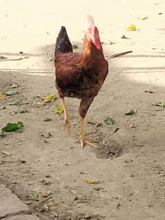 boht achy mrgy ha 3morgy