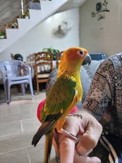 Sunconure