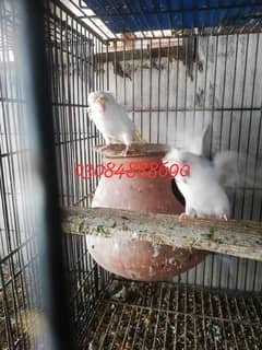 Hogoromo red eye or TCB pair avaliable in lahore 0.3. 0.8. 4.8. 8 8.6. 9.0