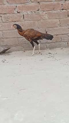 گھر میں تیار کی گئی اصیل مرغیاں