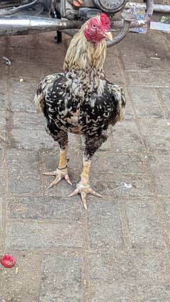 High quality miawali phulia murgha for sale