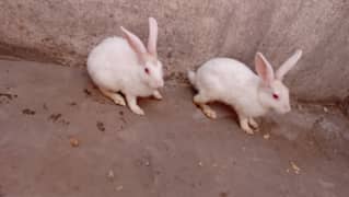 "Beautiful Red-Eyed Rabbit for Sale – Healthy & Friendly"