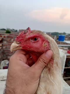 shamo male