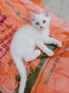 Persian