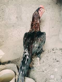 Aseel quality murga for sale location Rawalpindi Islamabad 03359435068