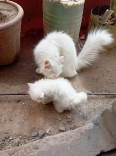 white pershio baby