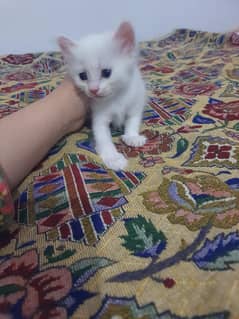 4 kitten sale