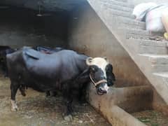 Small dairy Farm For sale