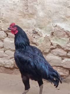 aseel mianwali murga for sell03135496786