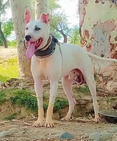 khowati dog 10 month aje 27 inch for sale